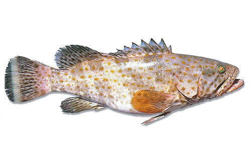 Cod