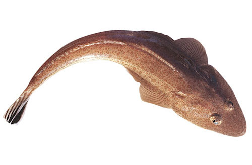 Flathead