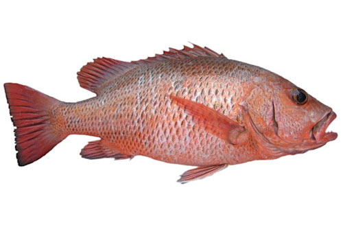 Mangrove Jack