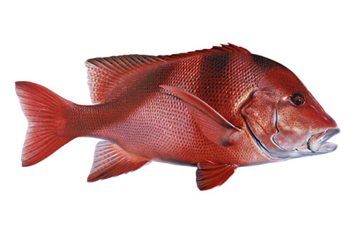 Red Emperor