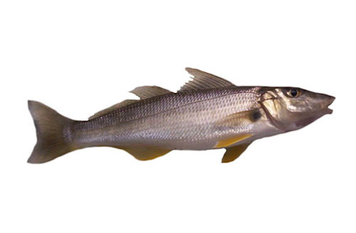 Whiting
